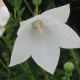 Floarea balon - alb Astra White C3